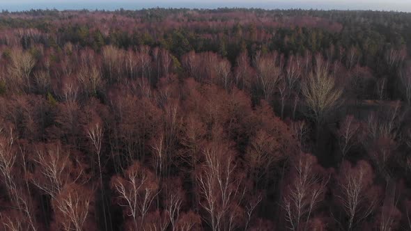 Thick Forest Aerial View