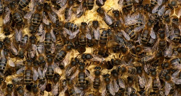 |European Honey Bee, apis mellifera, black bees on a brood frame, Queen in the middle