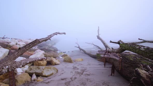 Branches of Trees on the Beach in the Fog