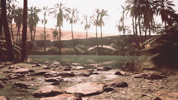 Oasis in the Middle of the Desert with a Lot of Trees