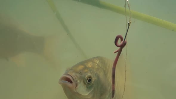 Fish Swims Near the Bait but Does Not Eat