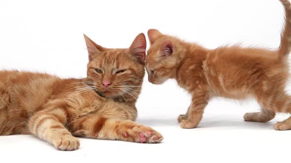 750393 Red Tabby Domestic Cat, Female with Kitten against White Background, Slow motion