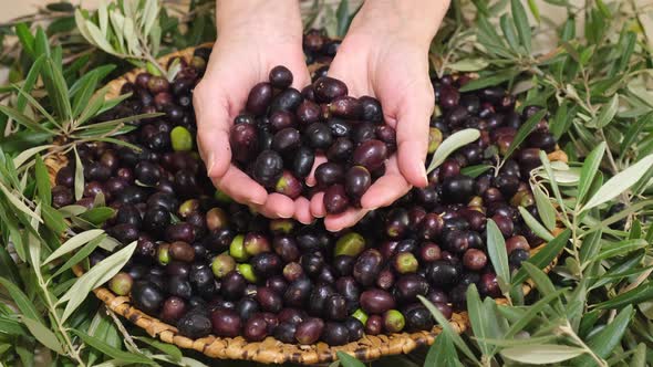 Woman's Hands Giving Organic Raw Olives