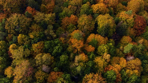 Autumn tree forrest park fly over by drone 