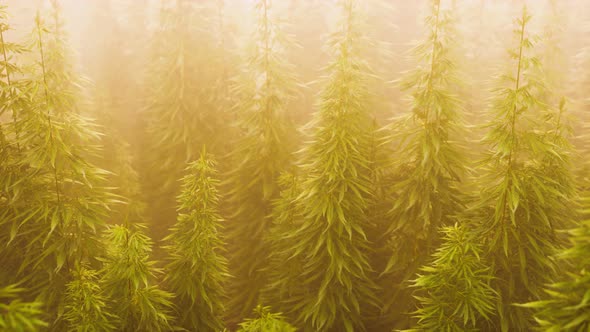 Plantation of Cannabis in Deep Fog