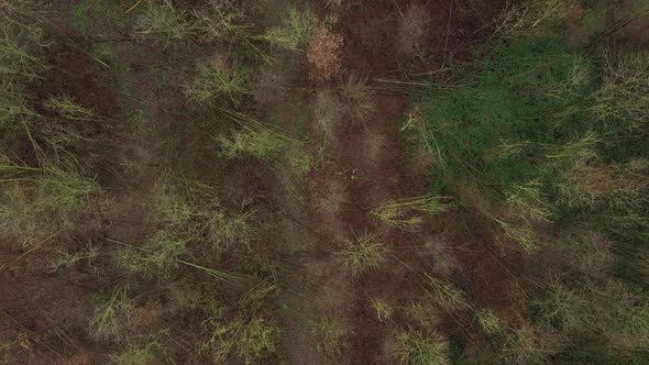 Aerial view flowing over an empty almost dead leafless forest with hight different colored trees 