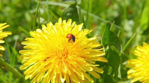 Ladybug on Dandelion