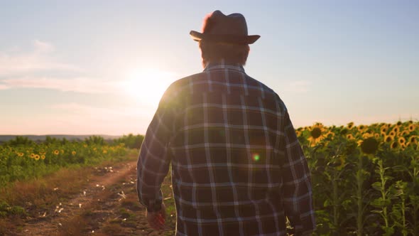 Rear View Tracking of Agronomist Man Farmer Walking Sunflower Field on Sunset