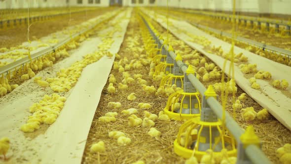 View of Cute Chicken Routine Life in Poultry Farm. 