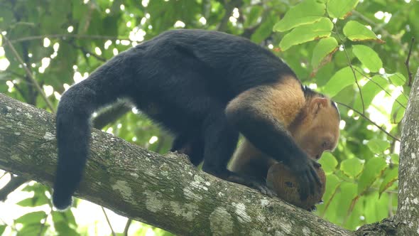 Capuchin monkey in a tree eating from a coconut 