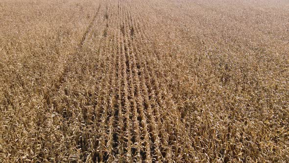 Aerial view, drone view of dry ripe field corn, success in farming