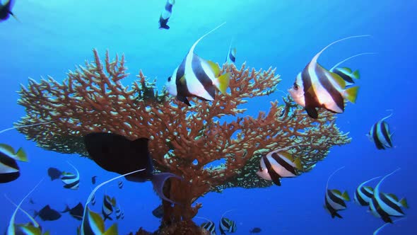 Tropical Colourful Underwater Seascape