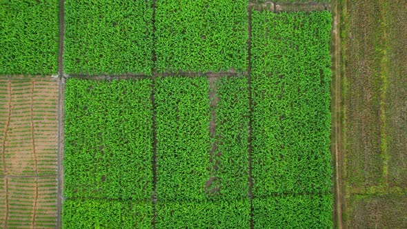 4K Aerial view over a farmer's garden in the countryside, Thailand