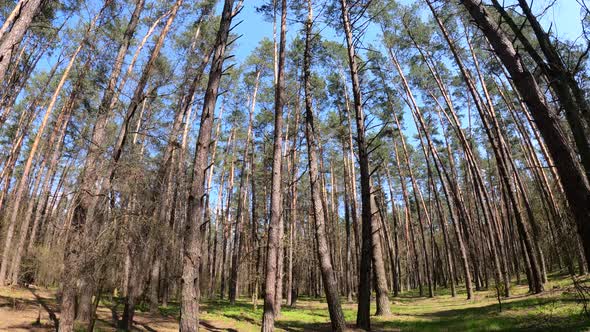 Walking Through the Forest with Pine Trees During the Day POV Slow Motion