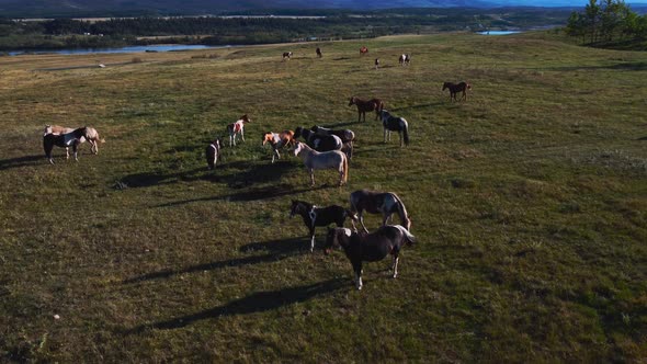 Horse herd gathering in the hills