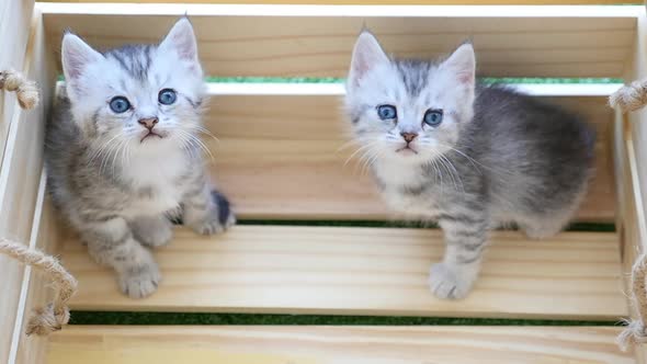 Cute British Kittens Sitting In Wood Box