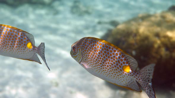 Underwater Video of Golden Rabbitfish Siganus Guttatus School in Coral Reef