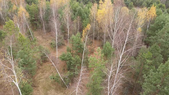 Beautiful Forest with Trees in an Autumn Day