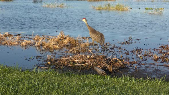 Sandhill Crane in A Nest