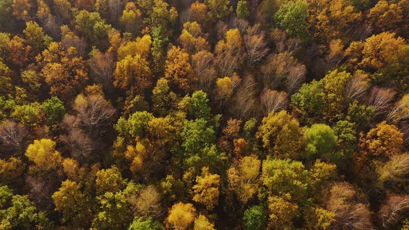 Aerial top down view of autumn forest with green and yellow trees. Mixed deciduous and coniferous fo