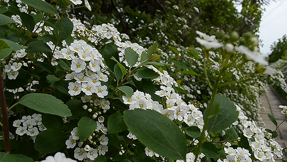 May Bush Flower