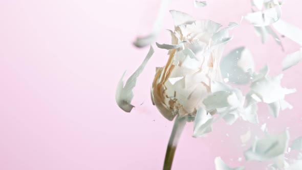Super Slow Motion Shot of Frozen Whitel Rose Explosion at 1000Fps