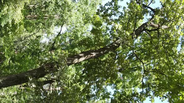 Vertical Video of a Beautiful Forest in Summer