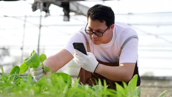 Asian farmer taking photo to record and check quality of hydroponic vegetables in a hydroponic farm