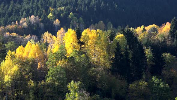 Forest in Different Shades of Green