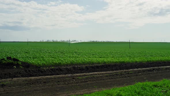 Agriculture Green Field Meadow on Summer Day