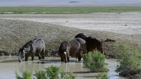 Three horses standing in water hole getting a drink