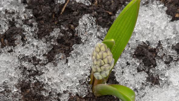 The Flower Grows After Winter