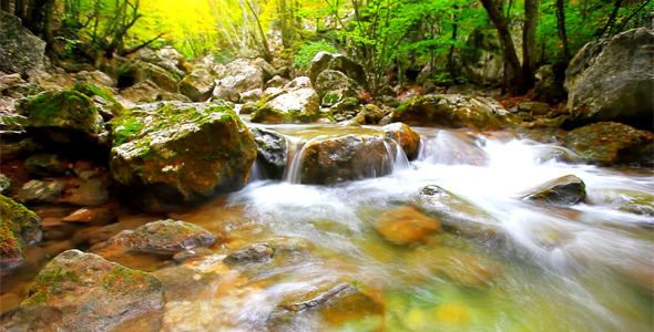 Forest Stream