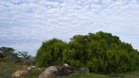 TimeLapse - Puffy white clouds in sky floating away from camera, bush and rocks in foreground.