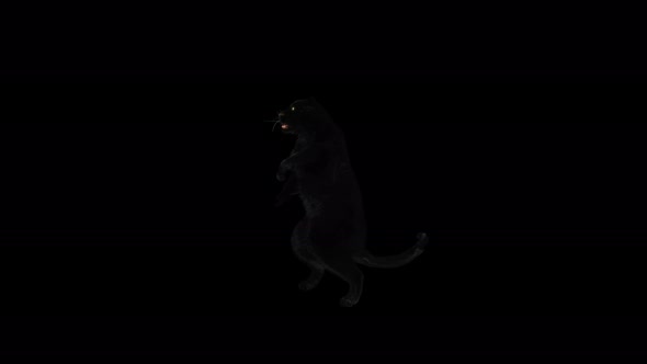 Panther Dancing 4K