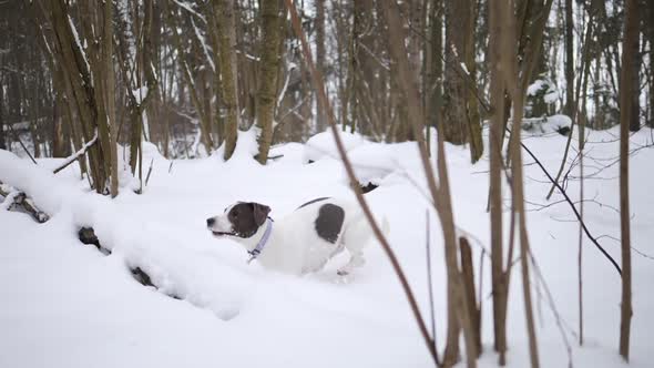 Active Cheerful Dog Running In Snow In Winter Forest. Slow Motion