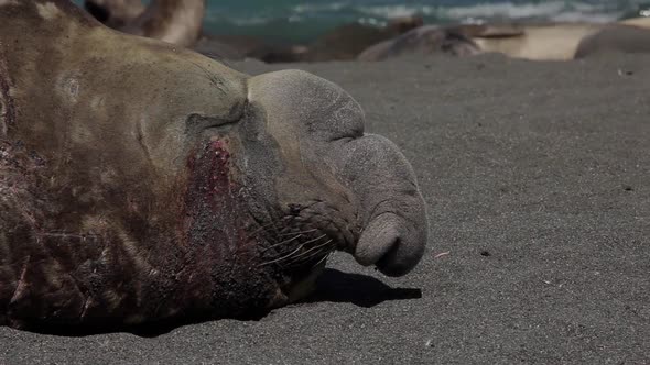 Large Elephant Seal On South Georgia Island