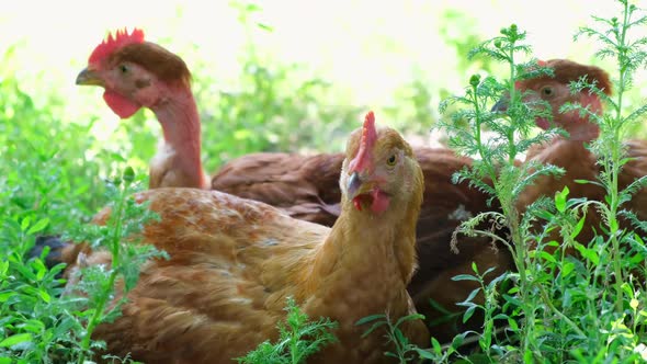 Red Young Chicken Sitting Among the Green Grass