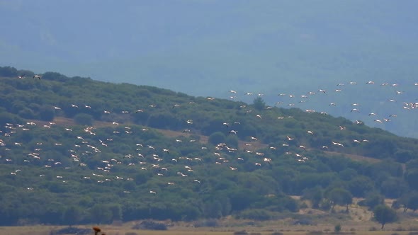 Herd of Wild Flamingo Birds Flying in a Wetland Lake in a Real Natural Habitat