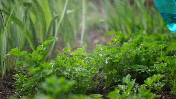 Watering Bushes of Parsley at Garden Bed at Spring Sunny Day