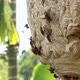 Wasp Hive With Active Wasps VI - VideoHive Item for Sale