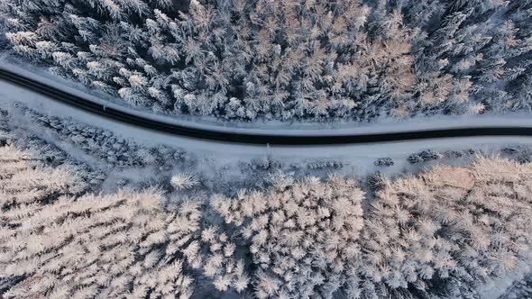 Empty Highway Across Snowy Winter Forest with Old Fir Trees