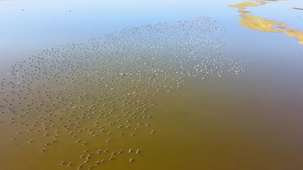 Huge Flock Of White-Fronted Geese On A Lake In Danube Delta