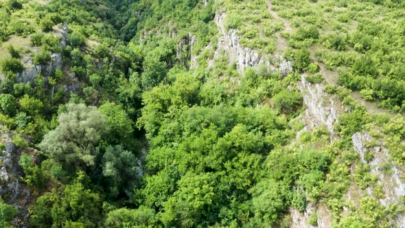 Rising Up Drone Footage of Green Forest in a Canyon