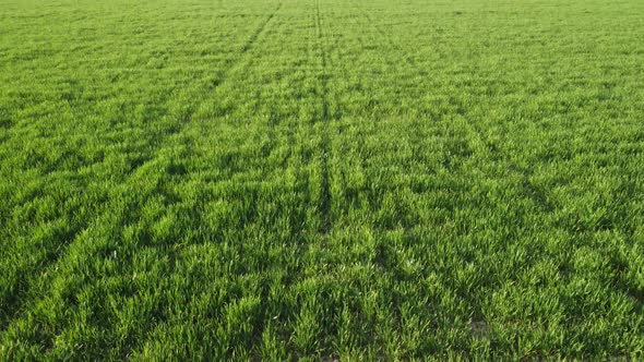 Aerial View on Green Wheat Field in Countryside