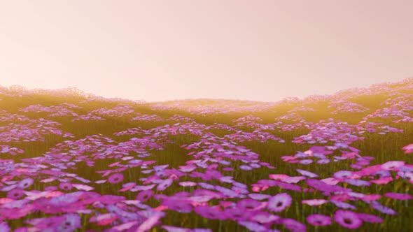 Cosmos Flower In The Field With Sunset alt