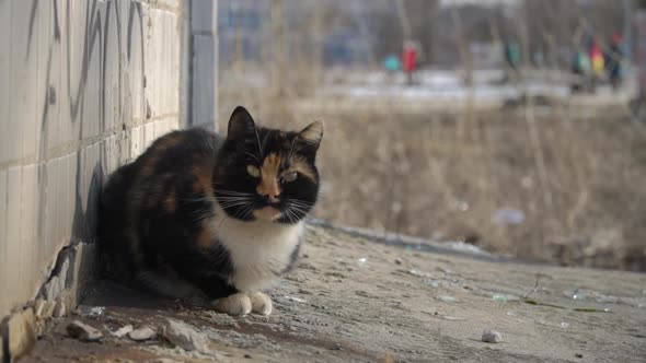 Street Homeless Shabby Cat Sits on the Street on a Tile Near the House Slow Mo