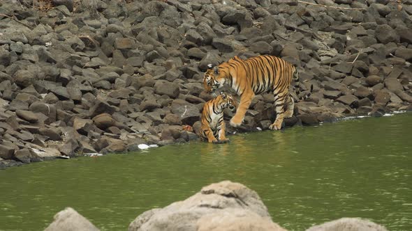 Tigress mother approaches her cub and tests the water with her leg before sitting