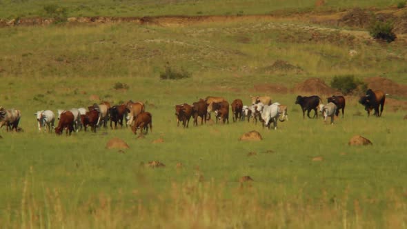 Cattle wlaking through the fields