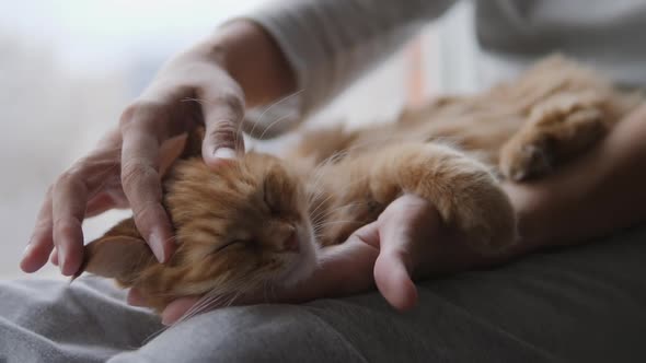 Woman Is Stroking Cute Ginger Cat on Windowsill. Fluffy Pet Purring with Pleasure. Cozy Home.